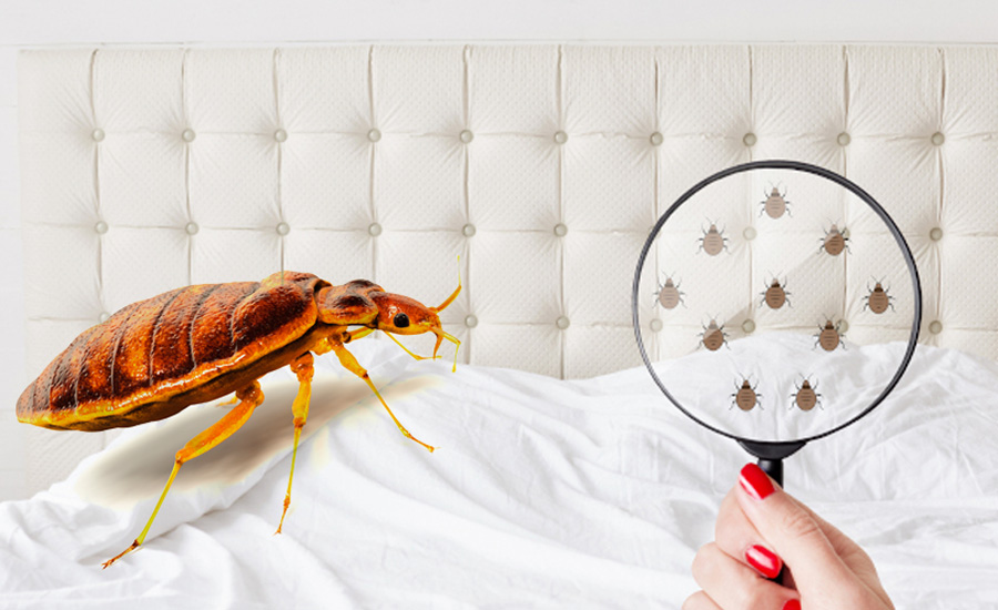 Bed Bug Treatment Services