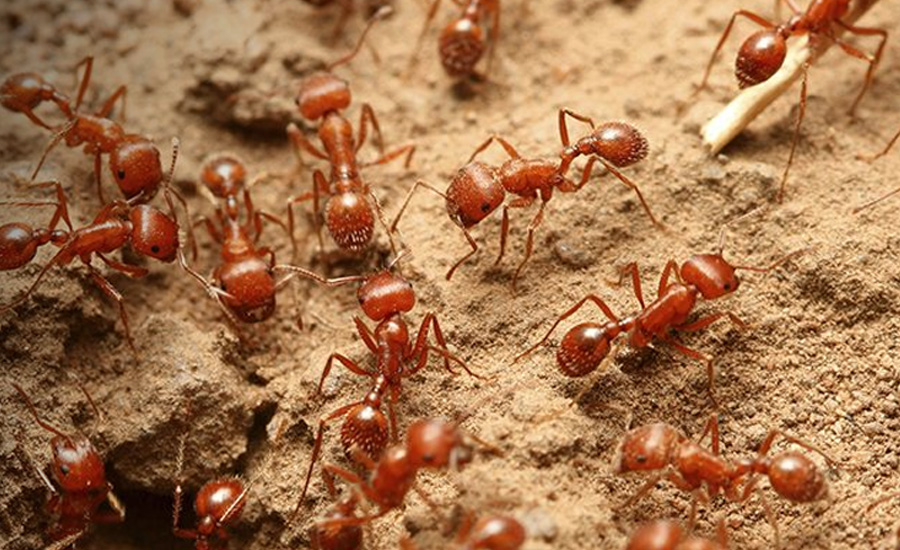 Fire Ants Control Services in Hyderabad