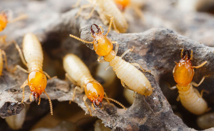 Termite Control Services in Hyderabad