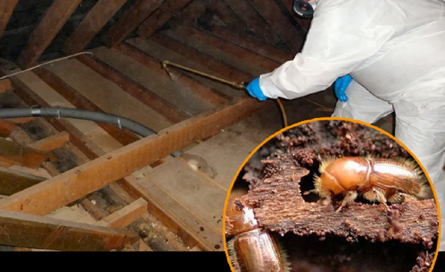 Wood Borer Control Services in Hyderabad